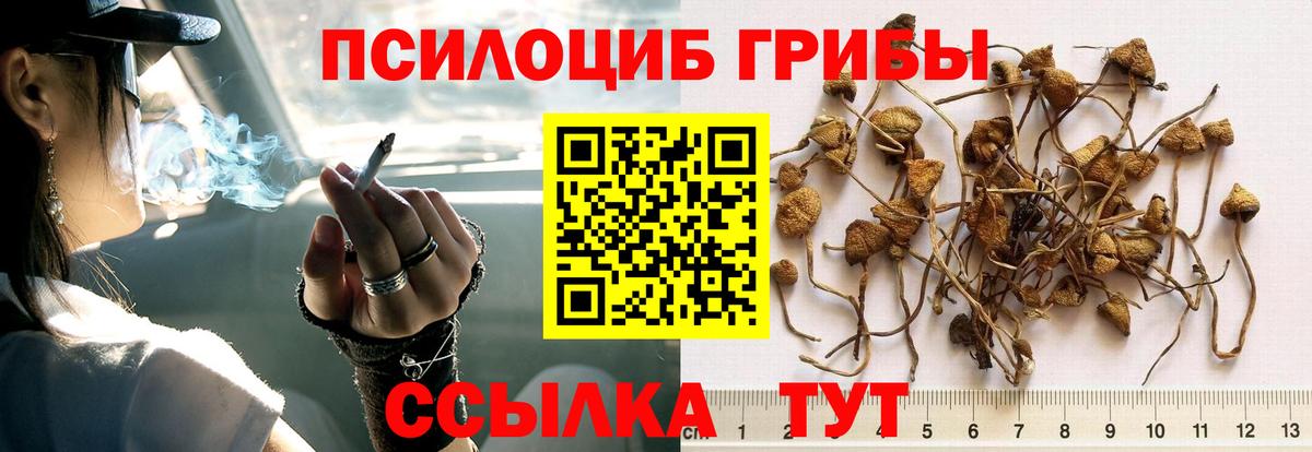 Галлюциногенные грибы Psilocybine cubensis  Вход с VPN  сколько стоит  Сафоново  Галлюциногенные грибы мицелий 